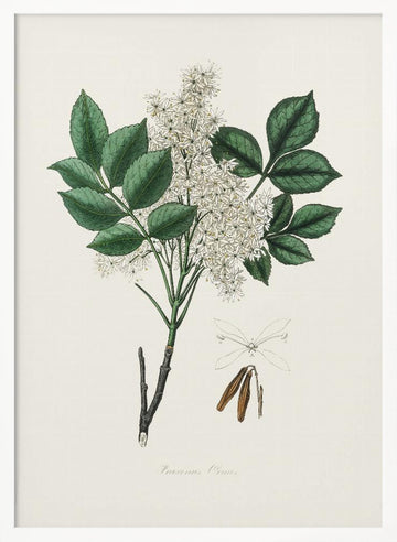 Manna Ash (fraxinus Ornus) Medical Botany | Poster - White Frame Interior