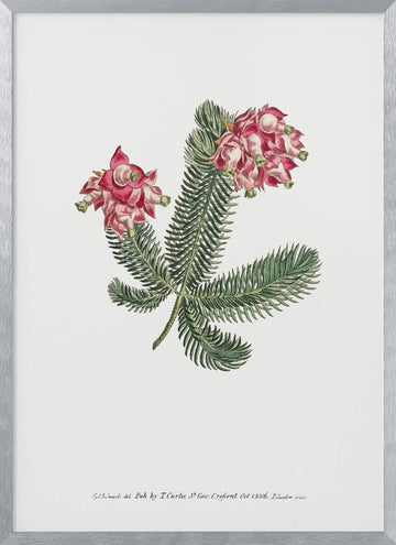 Erica Glauca   Flower Garden Displayed By Francis Sansom | Poster - Silver Frame Interior