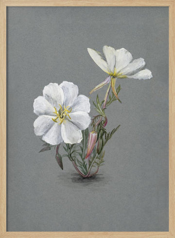 Giant Helleborine (1880) | Poster - Wood Frame Interior
