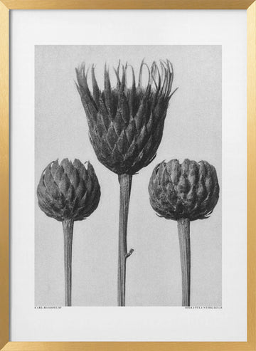 Serratula Nudicaulis | Poster - Gold Frame Interior
