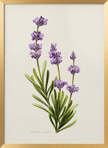 Elegant Lavender Botanical | Poster - Gold Frame Interior