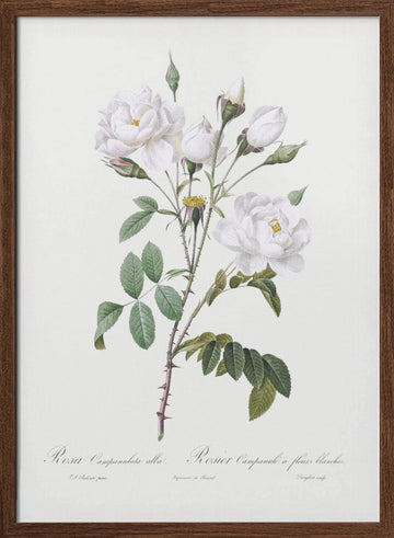 Rosa Gallica Pontiana, Les Roses (1817–1824) | Poster - Walnut Frame Interior