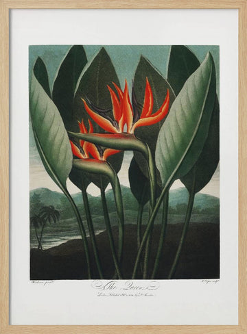 The Queen–Plant from The Temple of Flora (1807) | Poster - Wood Frame Interior