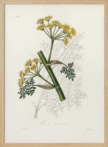 Ferula Persica Medical Botany | Poster - Wood Frame Interior