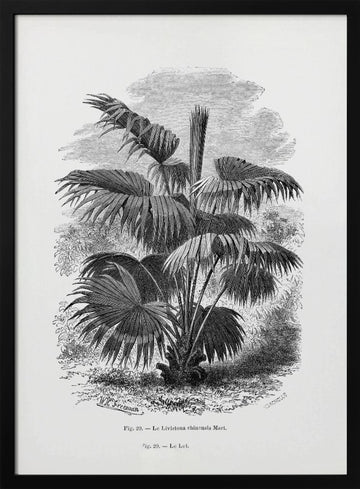 Vintage Palm Tree Drawing Xii | Poster - Black Metal Frame Interior