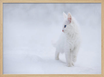 White Kitten in Snow | Poster - Wood Frame Interior