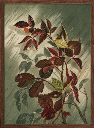 Autumn Leaves In the Rain | Poster - Walnut Frame Interior