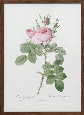 Rosa Bifera Officinalis,les Roses (1817–1824) | Poster - Walnut Frame Interior