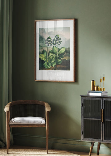A Group of Auriculas from The Temple of Flora 2 (1807) | Poster - Room Interior 2
