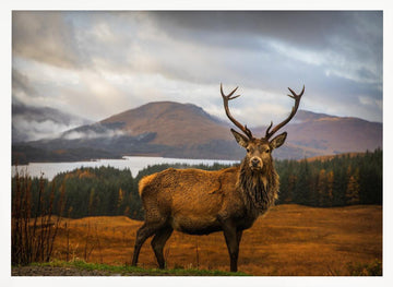 Majestic Highland Stag | Poster - White Frame Interior