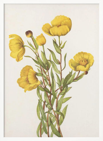 Bushpoppy From North American Wildflowers (1925) By Mary Vaux Walcott | Poster - White Frame Interior