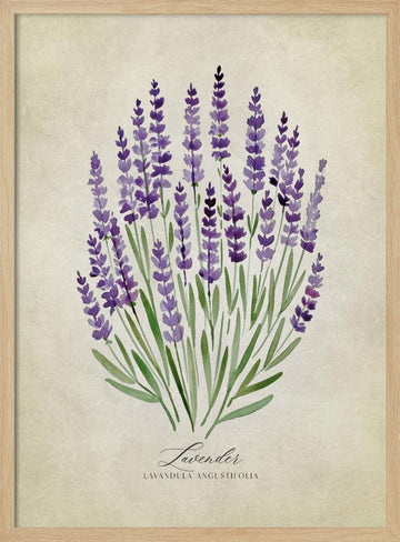 Purple Lavender Botanical | Poster - Wood Frame Interior