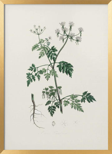 Poison Parsley (aethusa Cynapium) Medical Botany | Poster - Gold Frame Interior