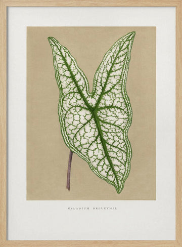 Green Caladium Belleymii Leaf Illustration | Poster - Wood Frame Interior