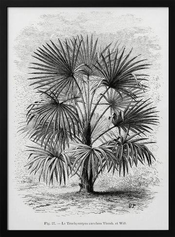 Vintage Palm Tree Drawing Xi | Poster - Black Metal Frame Interior