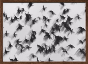Dynamic Flying Flock | Poster - Walnut Frame Interior