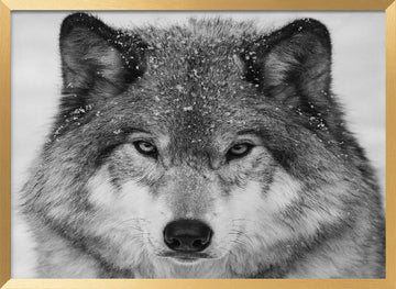 Winter Wolf Gaze | Poster - Gold Frame Interior