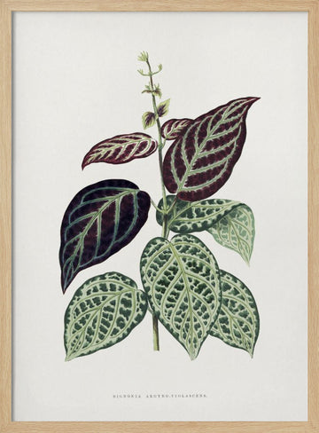 Green Bignonia Argyro Violascens Leaf Illustration | Poster - Wood Frame Interior