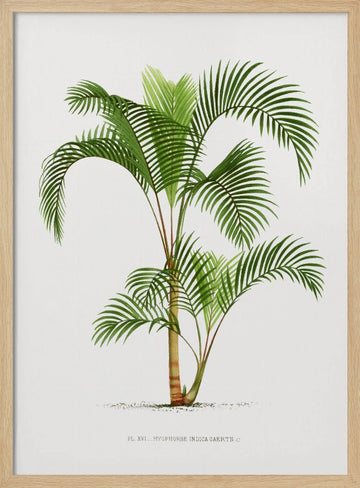 Xvi Hyophorbe I | Poster - Wood Frame Interior