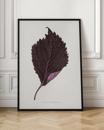 Pink Perilla Nankinensis Leaf Illustration | Poster - Room Interior 1