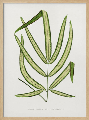 Pteris Cretica Leaf Illustration | Poster - Wood Frame Interior