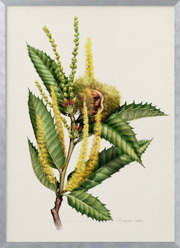 Sweet Chestnut Study | Poster - Silver Frame Interior