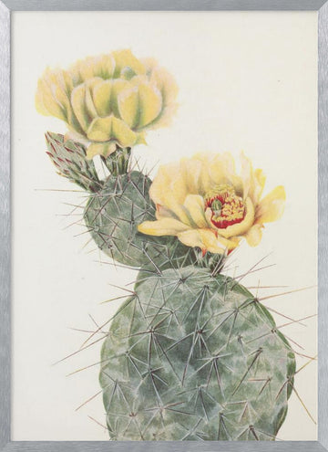 Missouri Prickly Pear From North American Wildflowers (1925) By Mary Vaux Walcott. | Poster - Silver Frame Interior