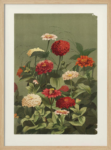 Zinnias By Ellen Thayer Fisher | Poster - Wood Frame Interior