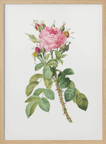 Rosa Bifera Macrocarpa, Les Roses (1817–1824) | Poster - Wood Frame Interior