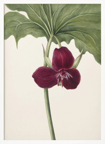 Sweet Trillium | Poster - White Frame Interior