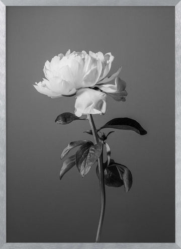 Monochrome Peony Flower | Poster - Silver Frame Interior