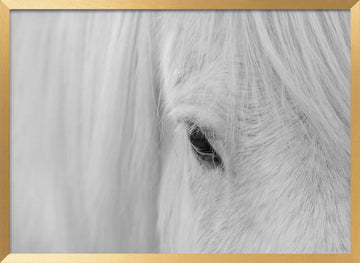 White Horse Gaze | Poster - Gold Frame Interior