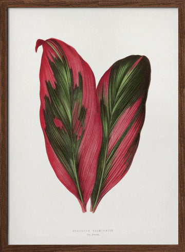 Pink Dracaena Terminalis Leaf Illustration | Poster - Walnut Frame Interior