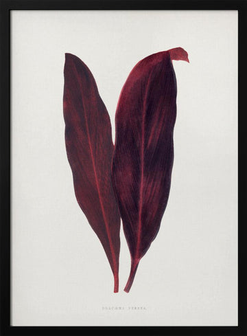 Pink Dracaena Ferrea Leaf Illustration | Poster - Black Metal Frame Interior