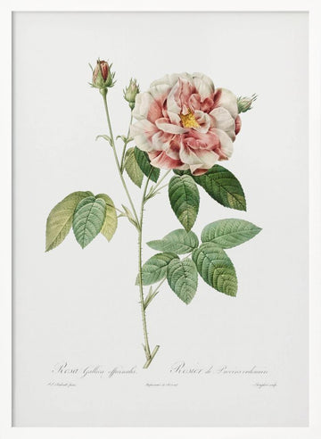 Rosa Gallica (1817–1824), Les Rose | Poster - White Frame Interior