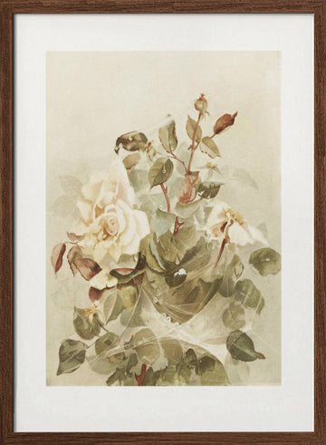 Pink Roses Seen Through Early Morning Dew | Poster - Walnut Frame Interior