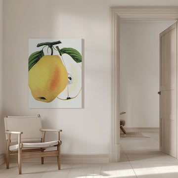 Kiefer's Hybrid Pear Lithograph | Canvas - Room Interior 1