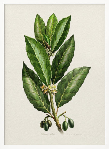 Botanical Leaves and Fruit | Poster - White Frame Interior