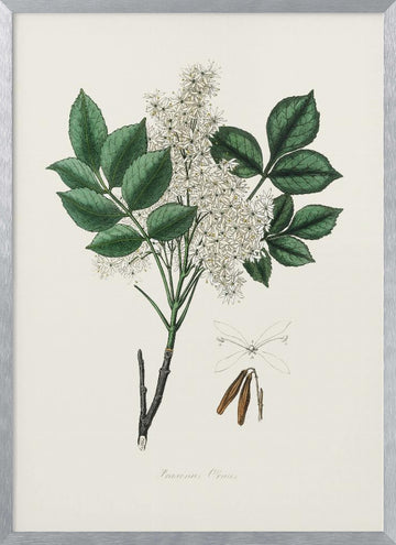 Manna Ash (fraxinus Ornus) Medical Botany | Poster - Silver Frame Interior