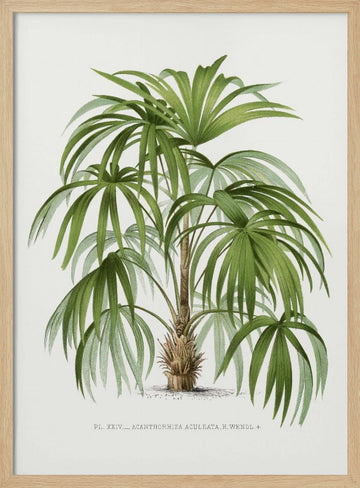 Xxiv Acanthorhiza Aculeata | Poster - Wood Frame Interior