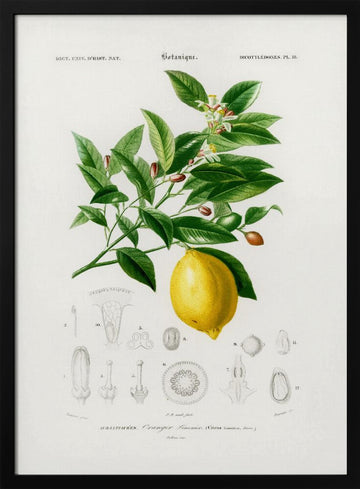 Lemon (citrus Limonium) | Poster - Black Metal Frame Interior