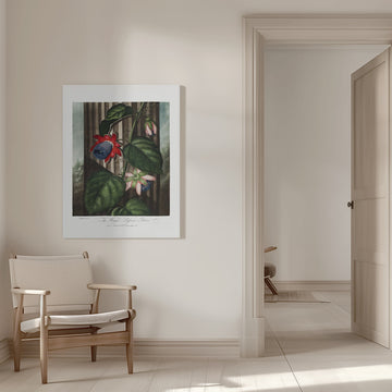 The Winged Passion-Flower from The Temple of Flora (1807) | Canvas - Room Interior 1