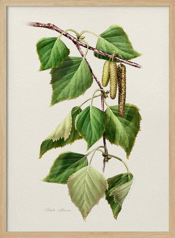 Birch Leaves and Catkins | Poster - Wood Frame Interior