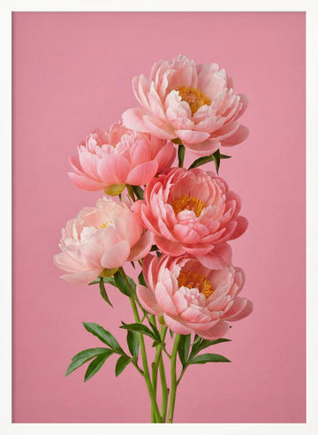 Delicate Pink Peonies | Poster - White Frame Interior