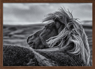 Wild Horse Mane | Poster - Walnut Frame Interior