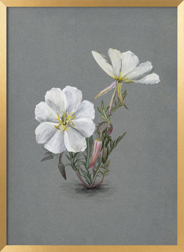 Giant Helleborine (1880) | Poster - Gold Frame Interior