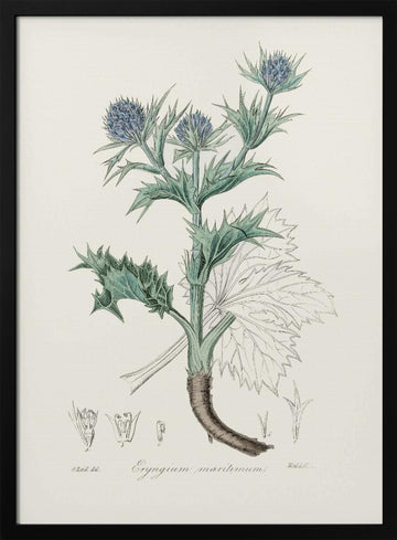 The Sea Holly (eryngium Mmaritimum) Medical Botany | Poster - Black Metal Frame Interior