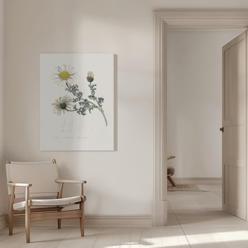 Mount Atlas Daisy (anthemis Pyrethrum) Medical Botany | Canvas - Room Interior 1