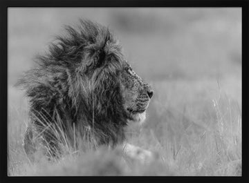 Majestic Lion Profile | Poster - Black Metal Frame Interior