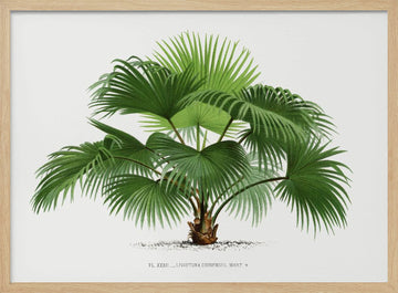 Livistona C | Poster - Wood Frame Interior